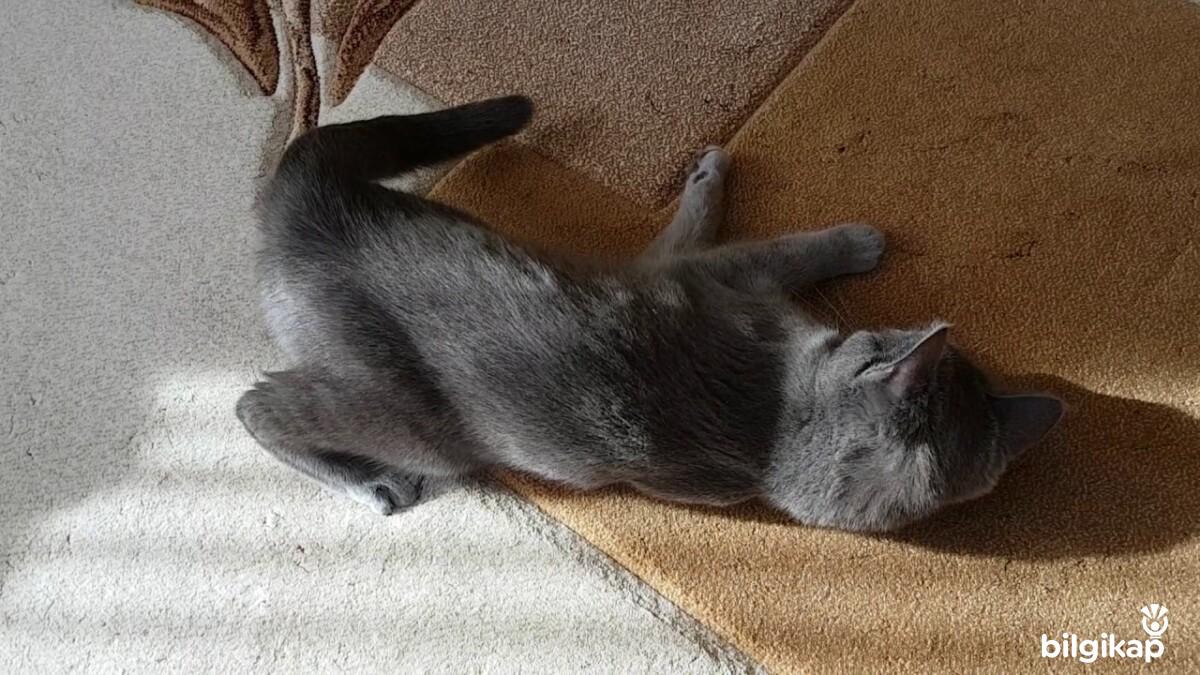 Kedilerin Çiftleşme Dönemi  Evcil Hayvanlar Kedi Bakımı